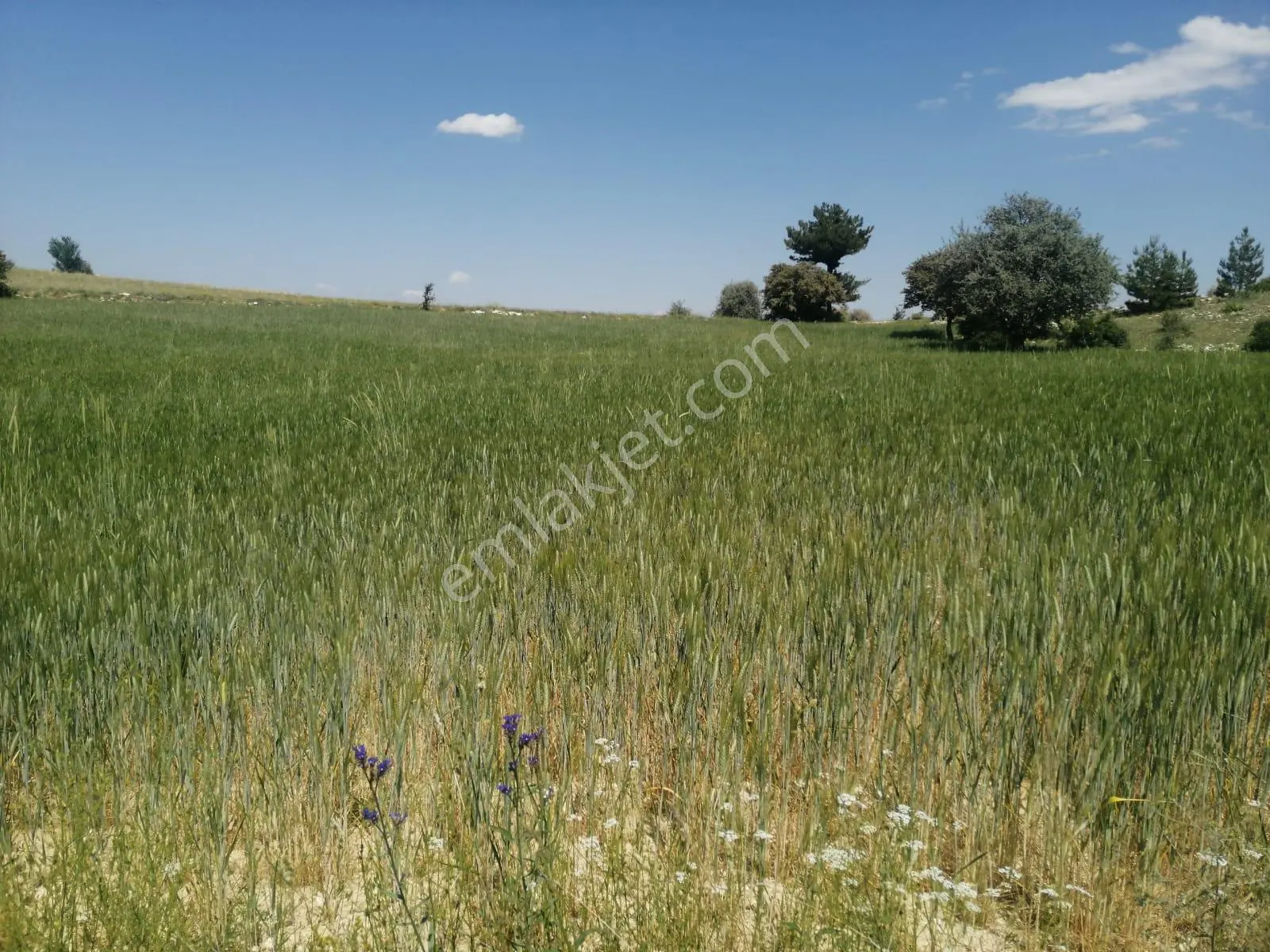 Isparta Yalvaç Koruyaka Köyü Otluk Alanı Mevkii Satılık Tarla No.20518 - Görsel 5