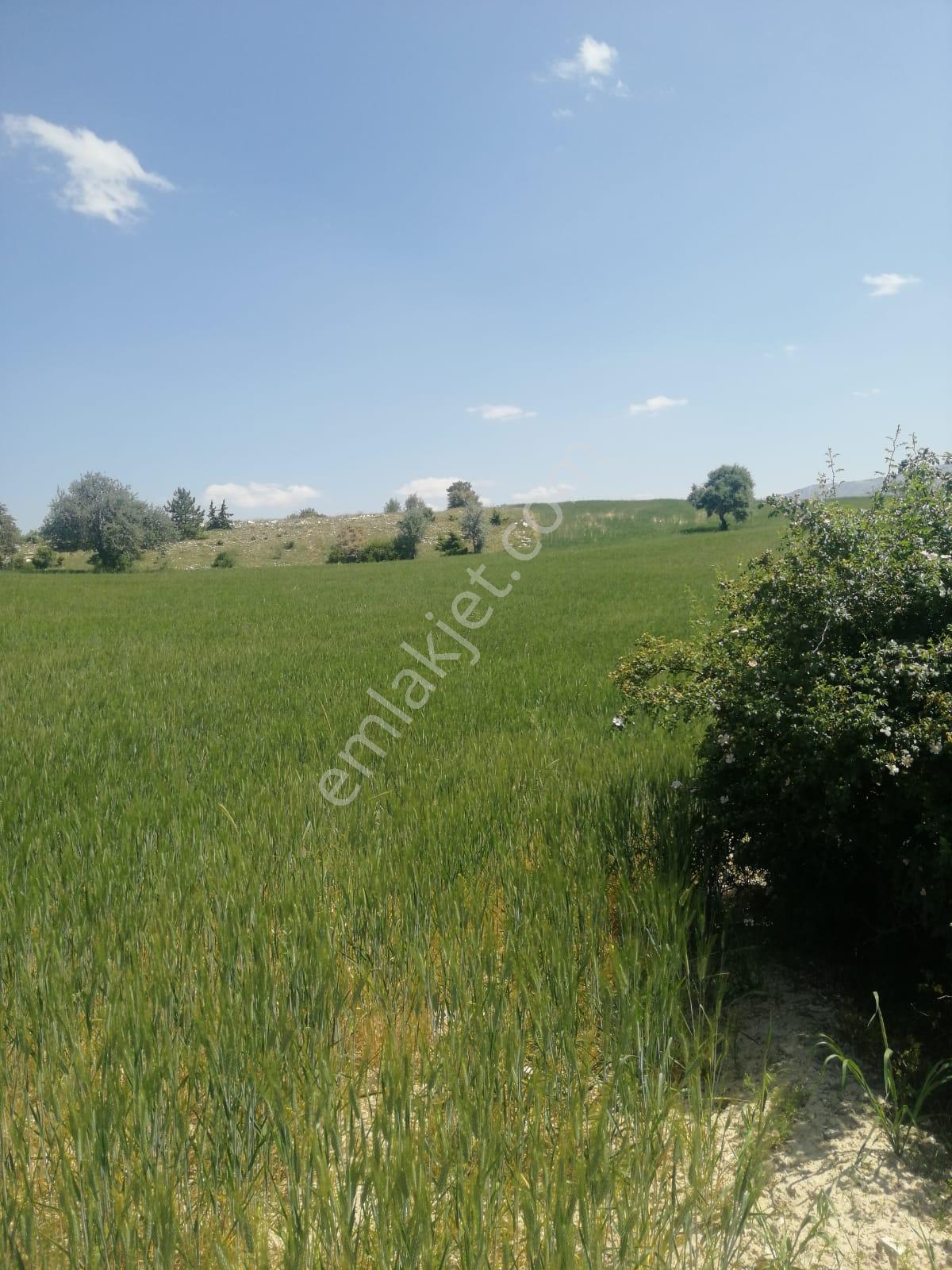 Isparta Yalvaç Koruyaka Köyü Otluk Alanı Mevkii Satılık Tarla No.20518 - Görsel 7
