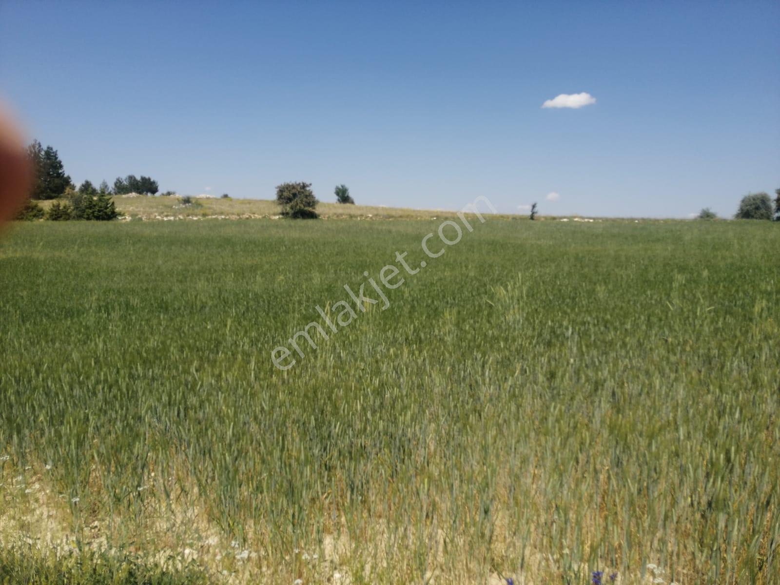 Isparta Yalvaç Koruyaka Köyü Otluk Alanı Mevkii Satılık Tarla No.20518 - Görsel 6
