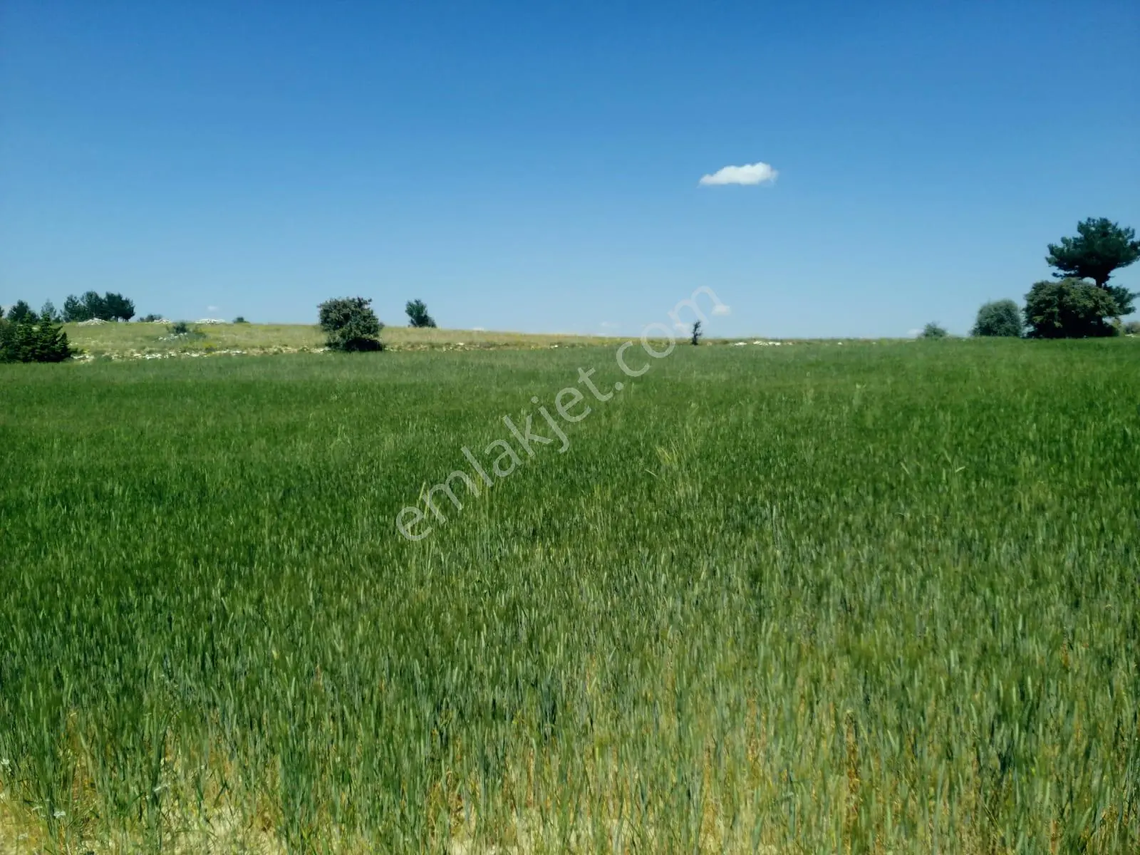 Isparta Yalvaç Koruyaka Köyü Otluk Alanı Mevkii Satılık Tarla No.20518 - Görsel 4