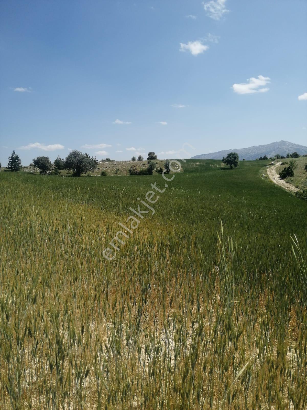 Isparta Yalvaç Koruyaka Köyü Otluk Alanı Mevkii Satılık Tarla No.20518 - Görsel 9