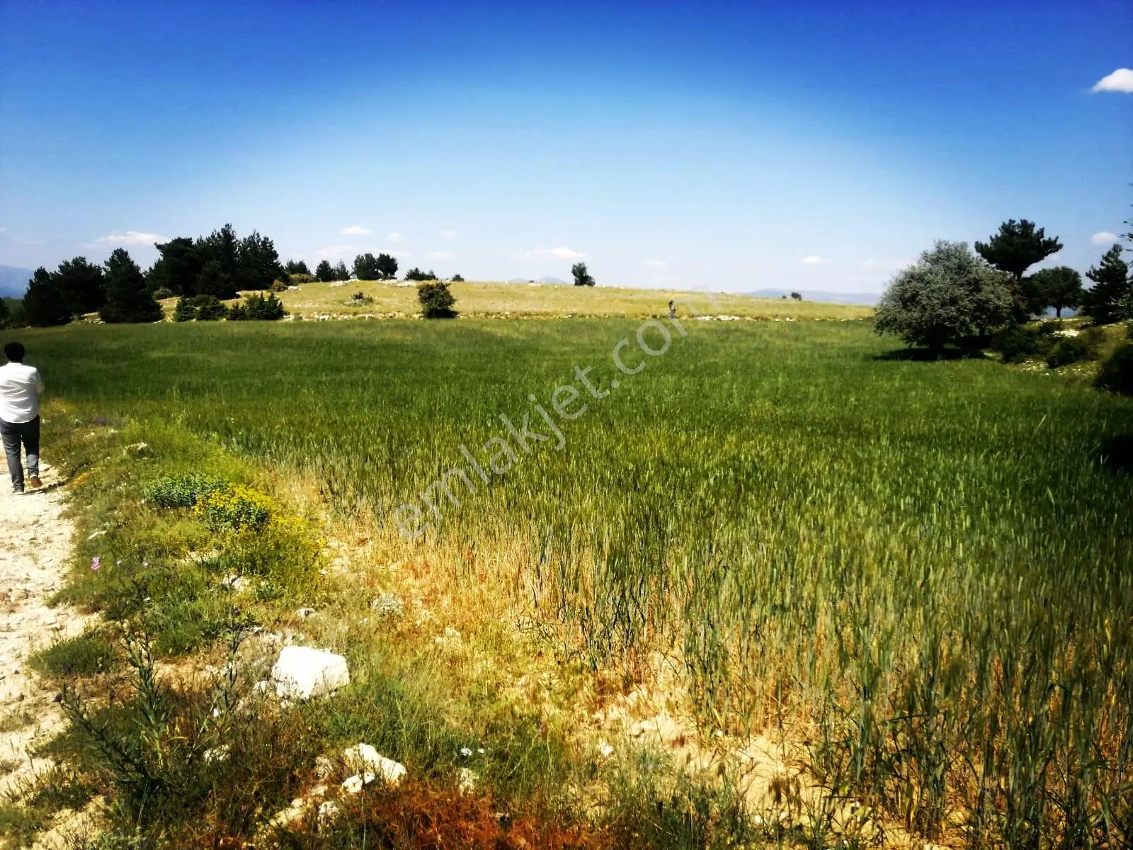 Isparta Yalvaç Koruyaka Köyü Otluk Alanı Mevkii Satılık Tarla No.20518 - Görsel 3