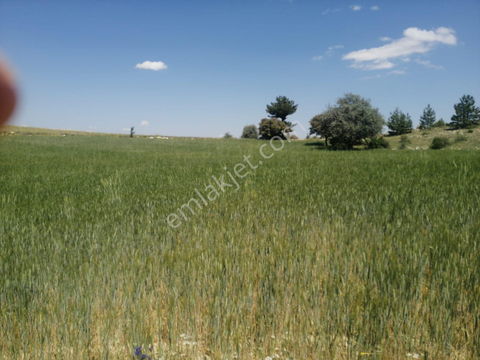 Isparta Yalvaç Koruyaka Köyü Otluk Alanı Mevkii Satılık Tarla No.20518 - Görsel 8