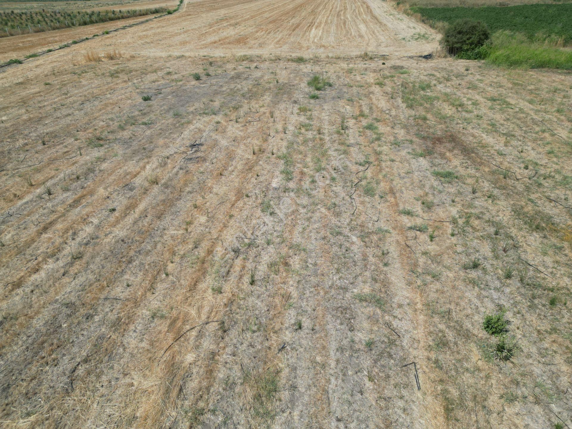 Dikili İsmetpaşa'da Fırsat Fiyatta Satılık Hobi Bahçesi - Görsel 9