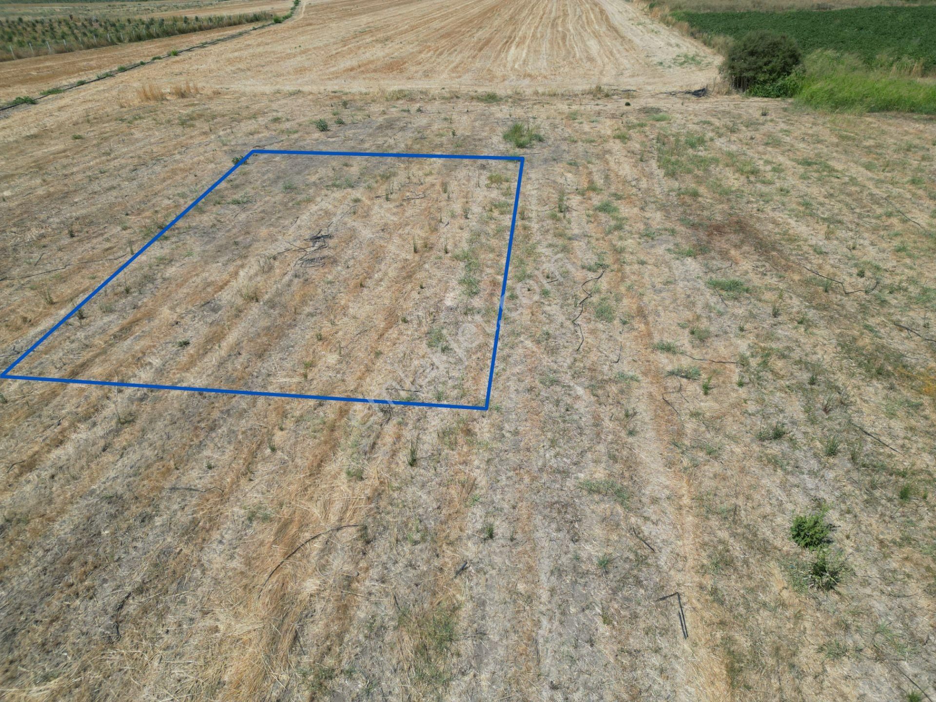 Dikili İsmetpaşa'da Fırsat Fiyatta Satılık Hobi Bahçesi - Görsel 2