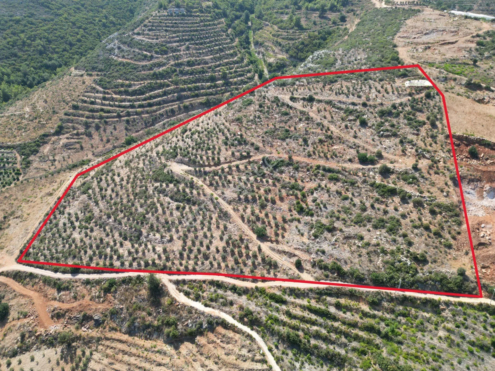 Gazipaşa’da 90 Yıllığına Kiralık 42 Dönüm Hazır Zeytinlik – Yatırımlık Ekmek Kapısı - Görsel 2