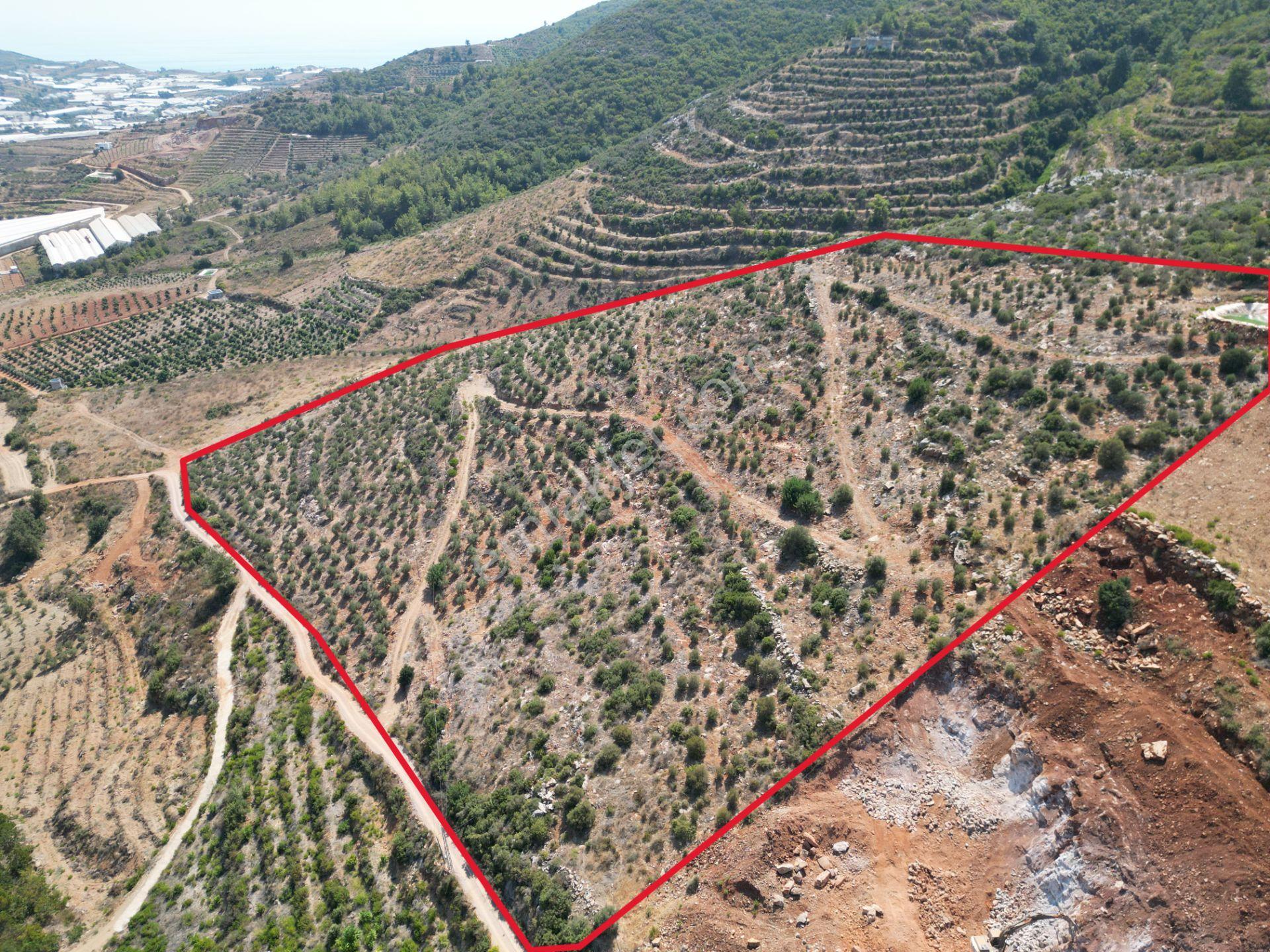 Gazipaşa’da 90 Yıllığına Kiralık 42 Dönüm Hazır Zeytinlik – Yatırımlık Ekmek Kapısı - Görsel 14