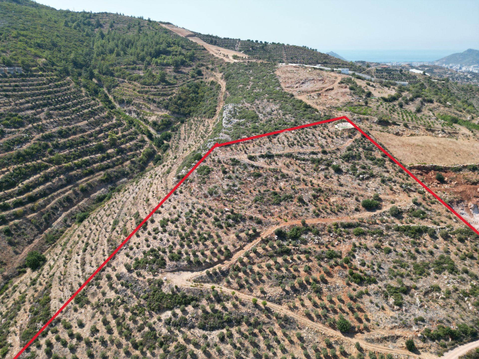 Gazipaşa’da 90 Yıllığına Kiralık 42 Dönüm Hazır Zeytinlik – Yatırımlık Ekmek Kapısı - Görsel 5