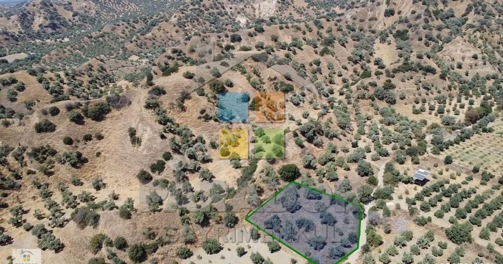 Aydın Sultanhisar Atça Mahallesinde Satılık 2530 M² Zeytinlik - Görsel 2