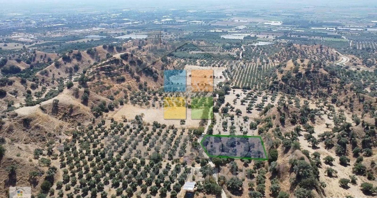 Aydın Sultanhisar Atça Mahallesinde Satılık 2530 M² Zeytinlik - Görsel 5