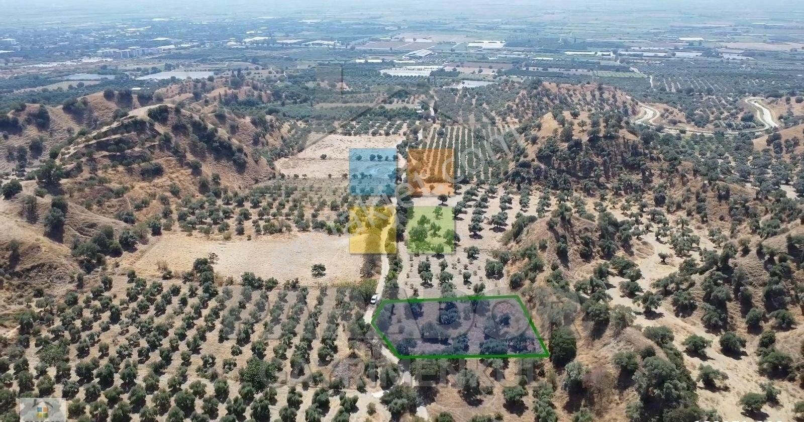 Aydın Sultanhisar Atça Mahallesinde Satılık 2530 M² Zeytinlik - Görsel 4