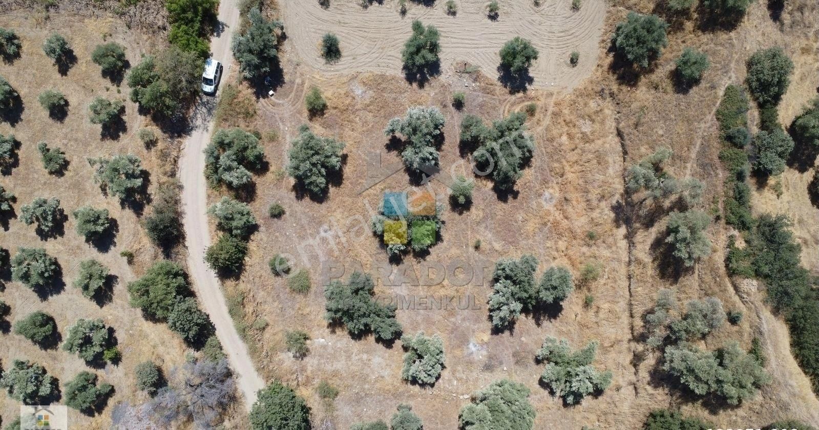 Aydın Sultanhisar Atça Mahallesinde Satılık 2530 M² Zeytinlik - Görsel 8