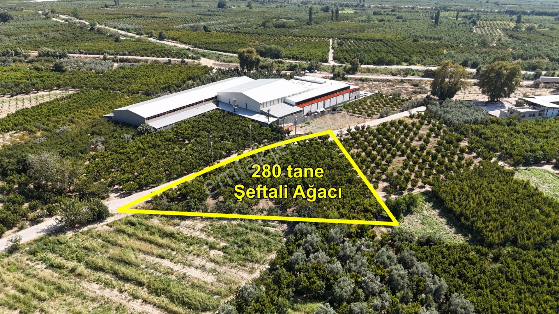 Bursa Kestel Barakfakih Satılık Şeftali Bahçesi Yatırım Fırsatı - Görsel 3