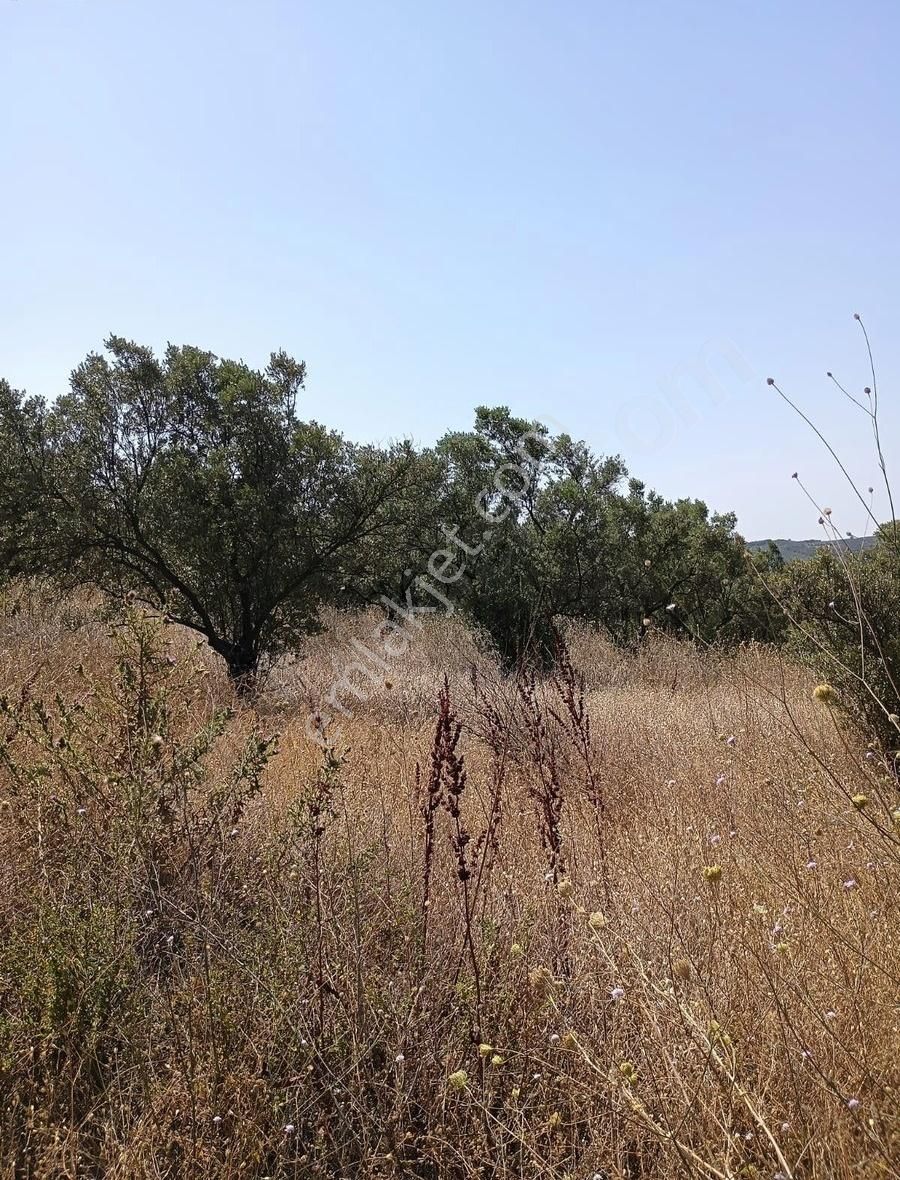 Mudanya Mirzaobada 12 Dönüm Yetişkin Zeytinlik Satılık - Görsel 22