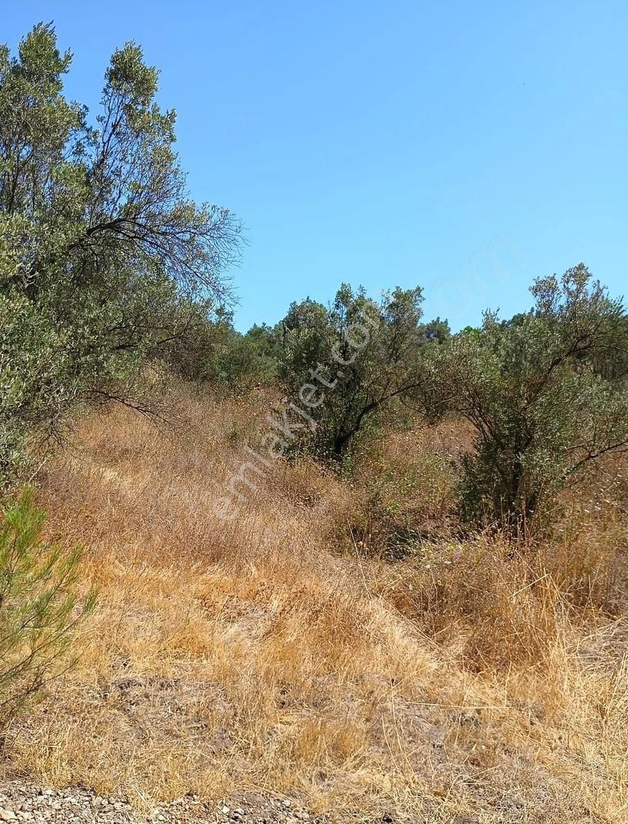 Mudanya Mirzaobada 12 Dönüm Yetişkin Zeytinlik Satılık - Görsel 25