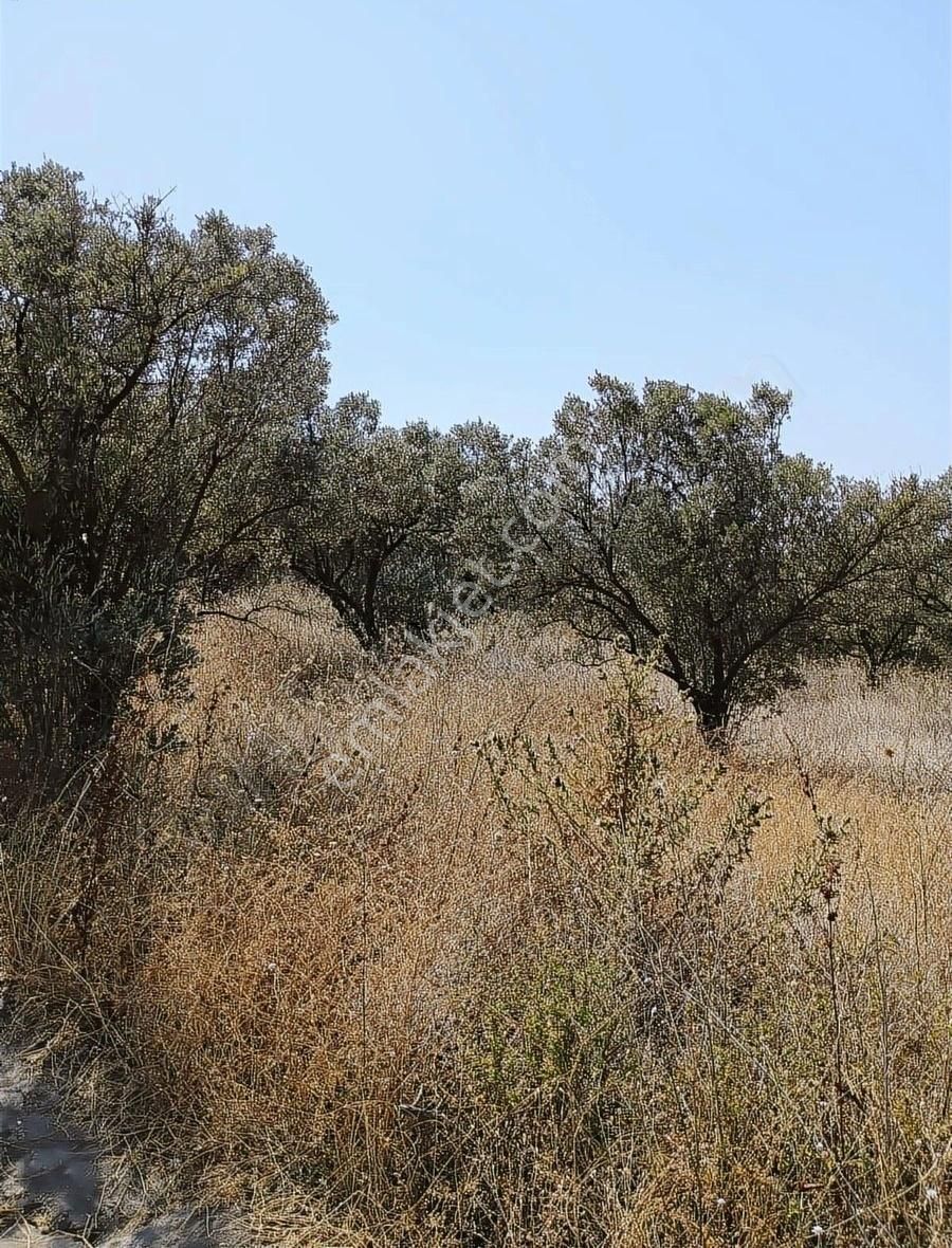 Mudanya Mirzaobada 12 Dönüm Yetişkin Zeytinlik Satılık - Görsel 18