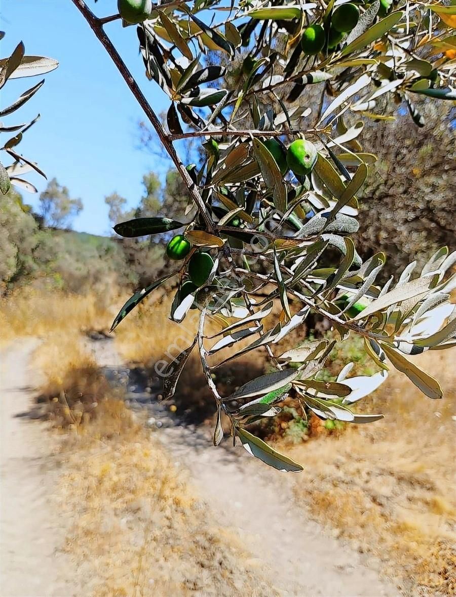 Mudanya Mirzaobada 12 Dönüm Yetişkin Zeytinlik Satılık - Görsel 3