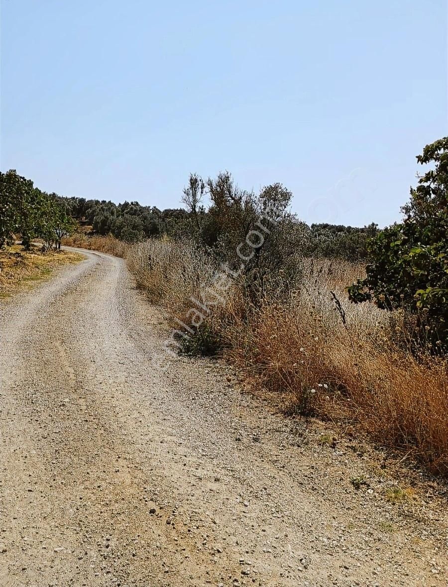 Mudanya Mirzaobada 12 Dönüm Yetişkin Zeytinlik Satılık - Görsel 4