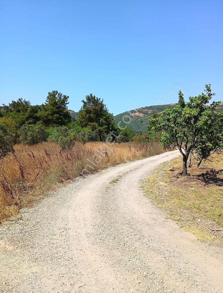 Mudanya Mirzaobada 12 Dönüm Yetişkin Zeytinlik Satılık - Görsel 11