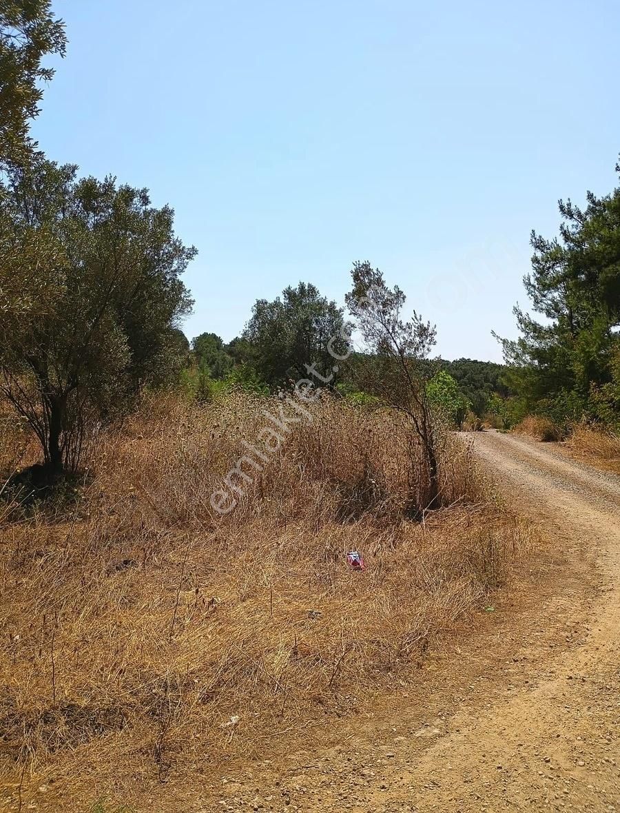 Mudanya Mirzaobada 12 Dönüm Yetişkin Zeytinlik Satılık - Görsel 28