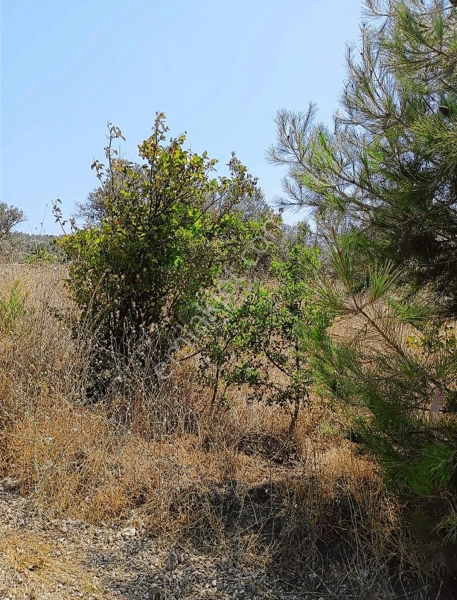 Mudanya Mirzaobada 12 Dönüm Yetişkin Zeytinlik Satılık - Görsel 10