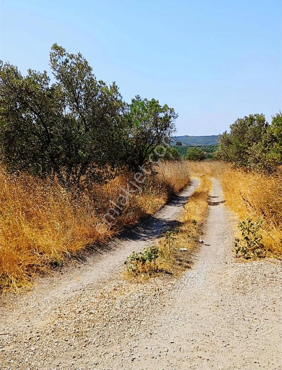 Mudanya Mirzaobada 12 Dönüm Yetişkin Zeytinlik Satılık - Görsel 20