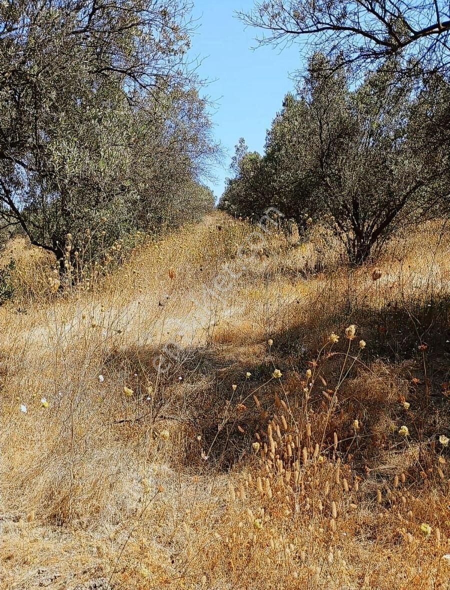 Mudanya Mirzaobada 12 Dönüm Yetişkin Zeytinlik Satılık - Görsel 13