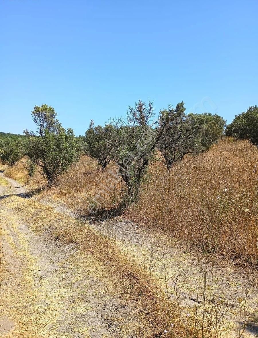 Mudanya Mirzaobada 12 Dönüm Yetişkin Zeytinlik Satılık - Görsel 2