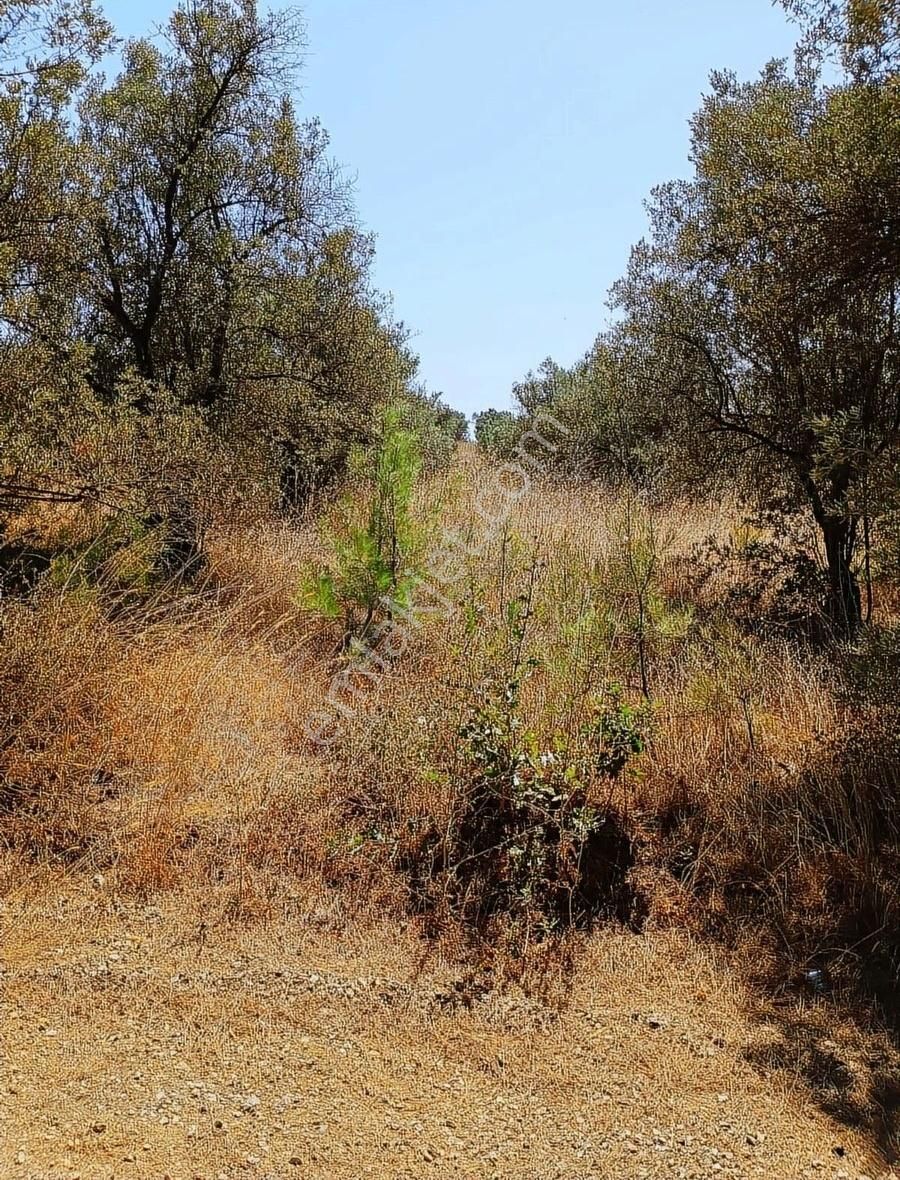 Mudanya Mirzaobada 12 Dönüm Yetişkin Zeytinlik Satılık - Görsel 23