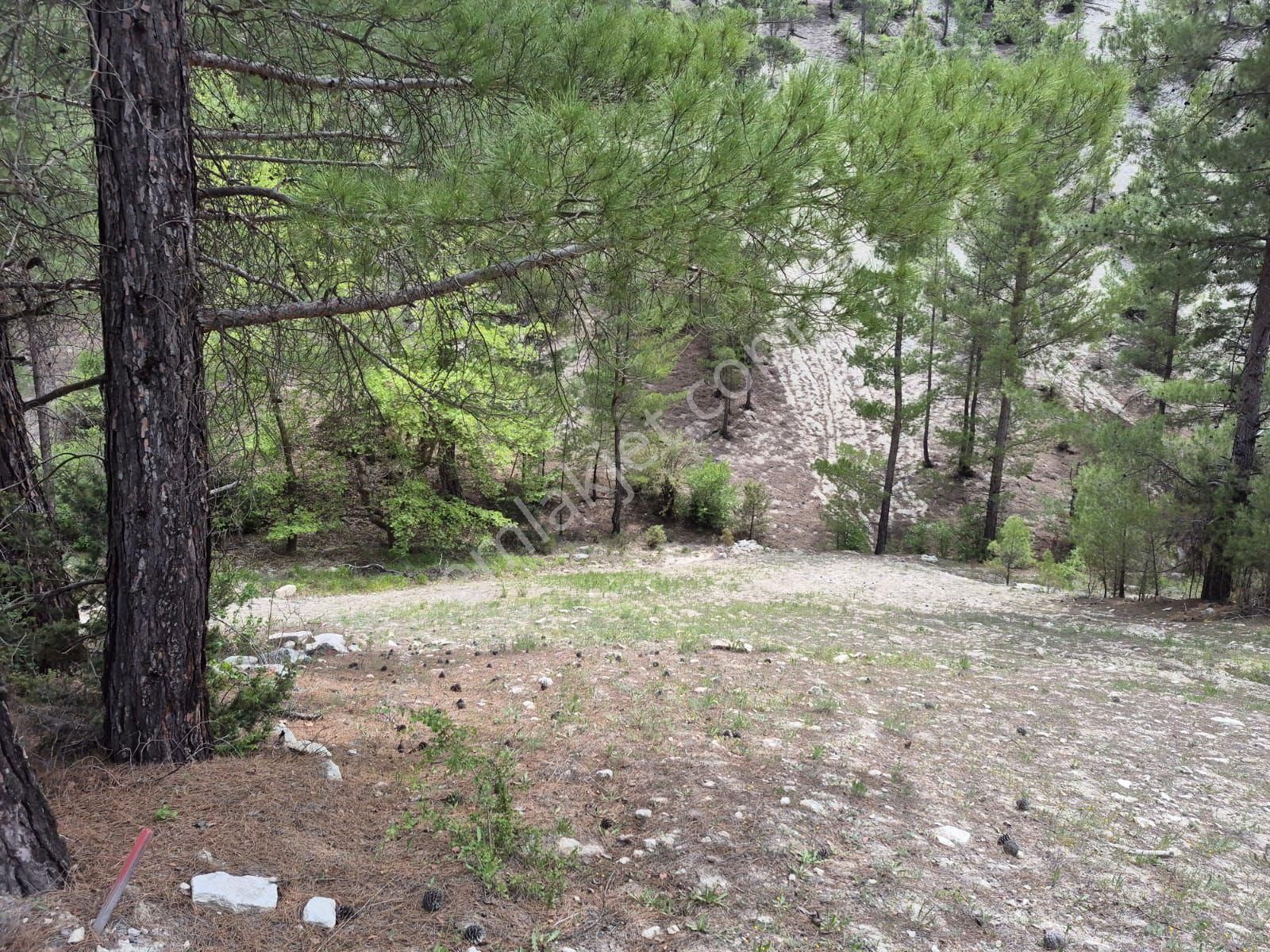 Denizli Çameli Sarıkavak Mah Satılık Tarla - Görsel 3