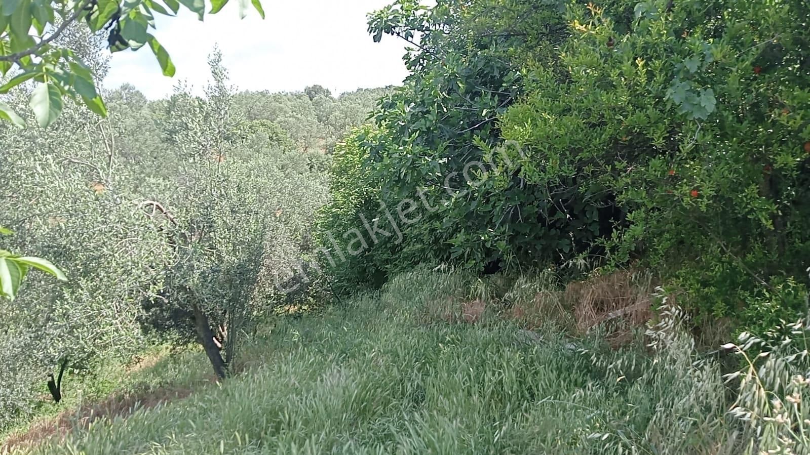 1.323 M2 Bahçe İçinde Köy Evi Acil - Görsel 7