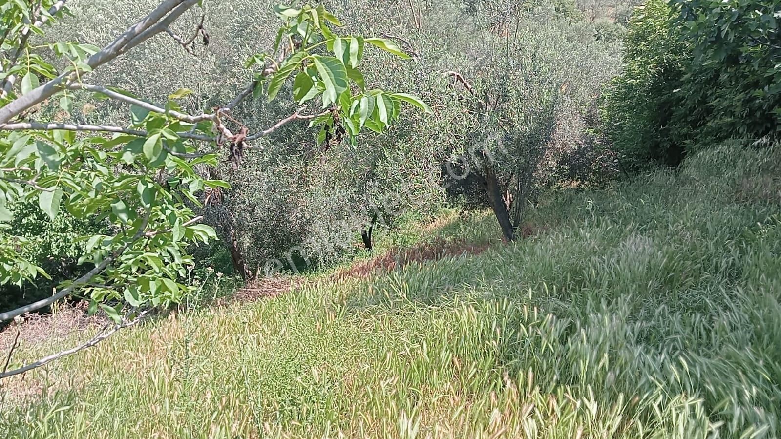 1.323 M2 Bahçe İçinde Köy Evi Acil - Görsel 9