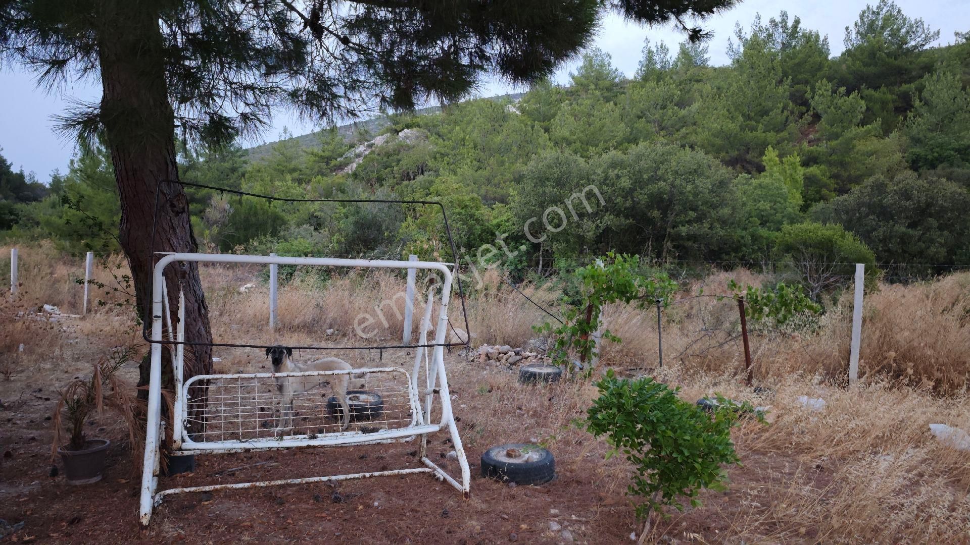 Urla Kadıovacık Köyü Satılık Arazi Ve Doğaltaş Taş Ev - Görsel 18