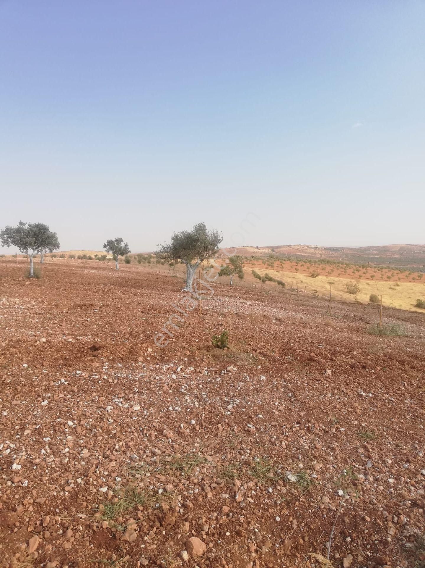 Oğuzeli Subaşı Zirve De Satılık - Görsel 4