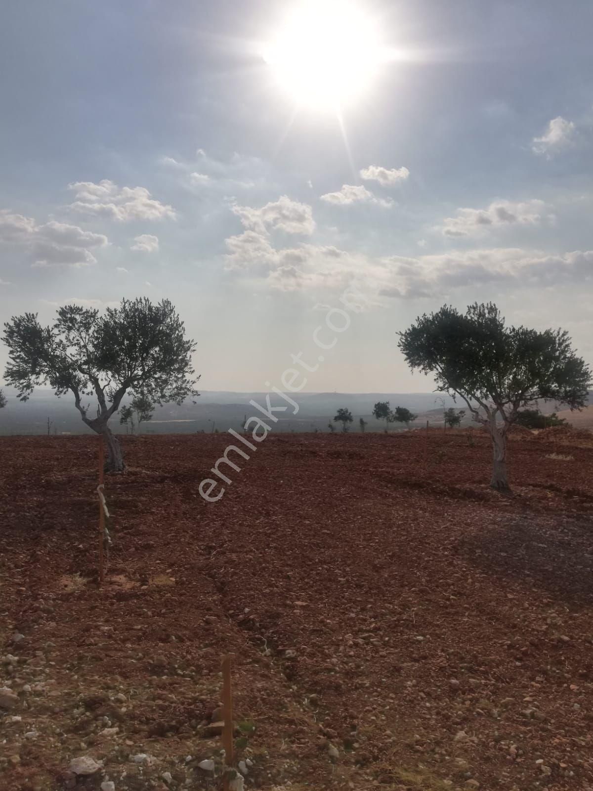 Oğuzeli Subaşı Zirve De Satılık - Görsel 19