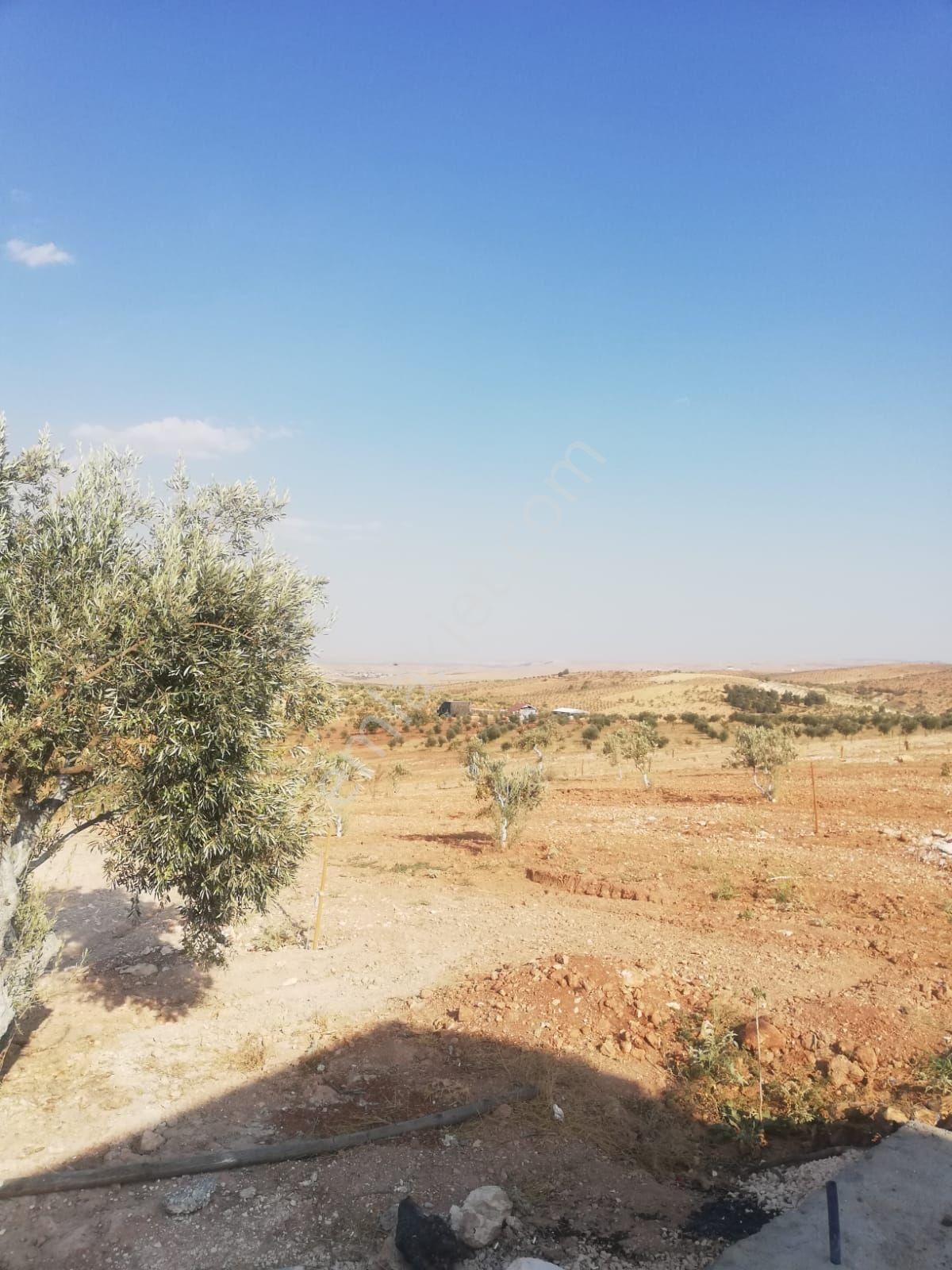 Oğuzeli Subaşı Zirve De Satılık - Görsel 9