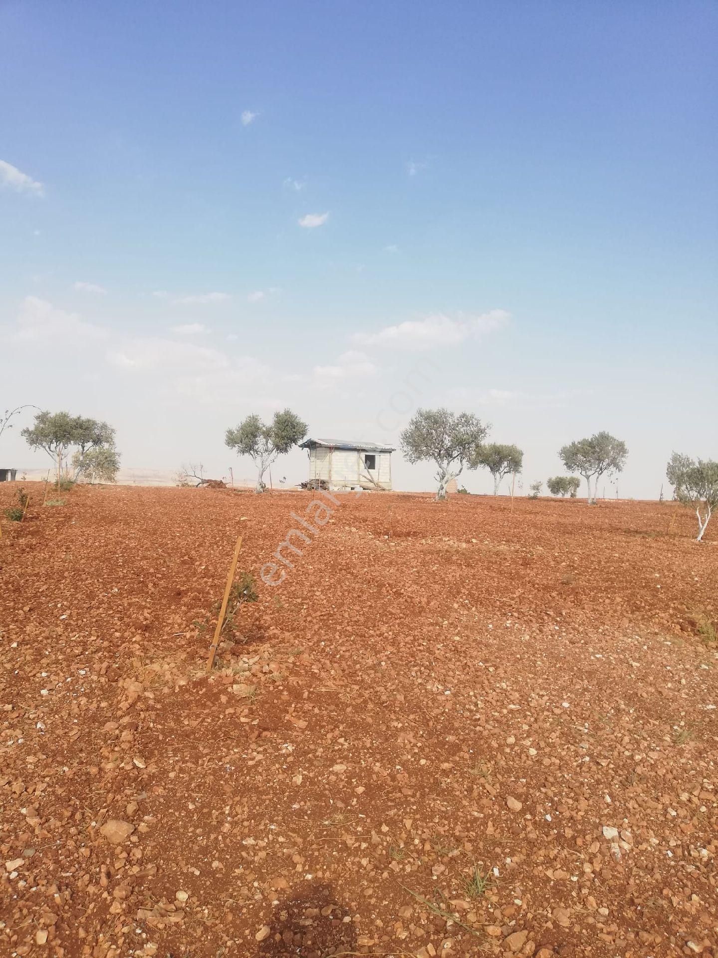 Oğuzeli Subaşı Zirve De Satılık - Görsel 7