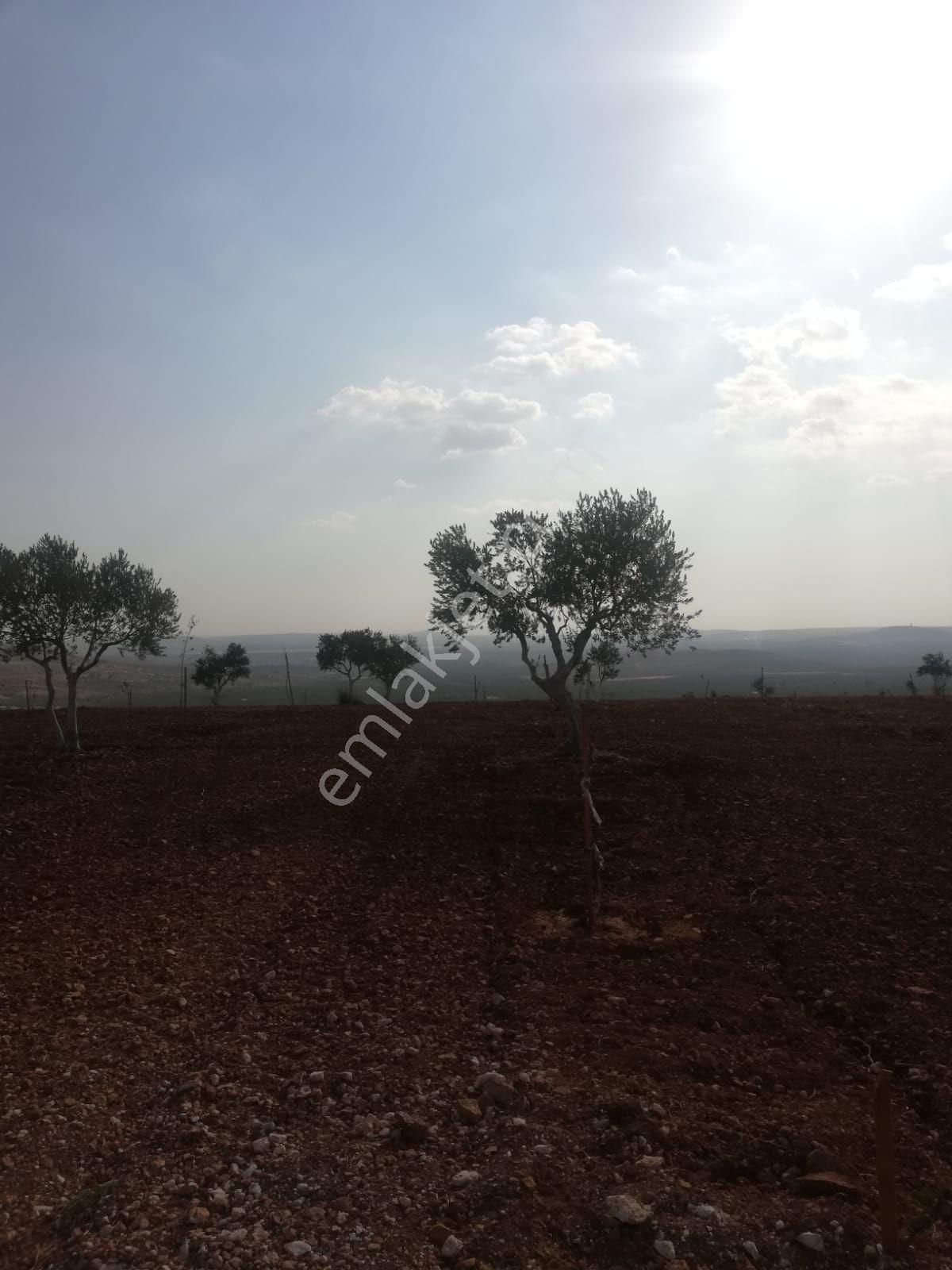 Oğuzeli Subaşı Zirve De Satılık - Görsel 15