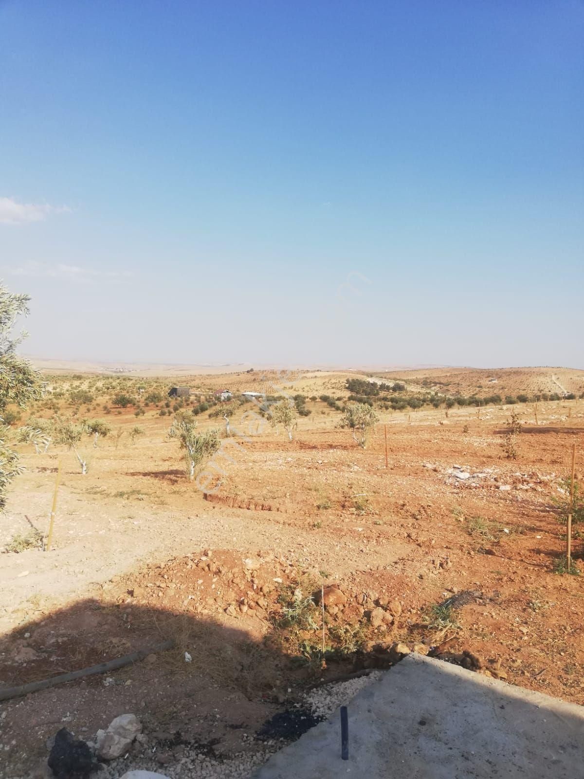 Oğuzeli Subaşı Zirve De Satılık - Görsel 33