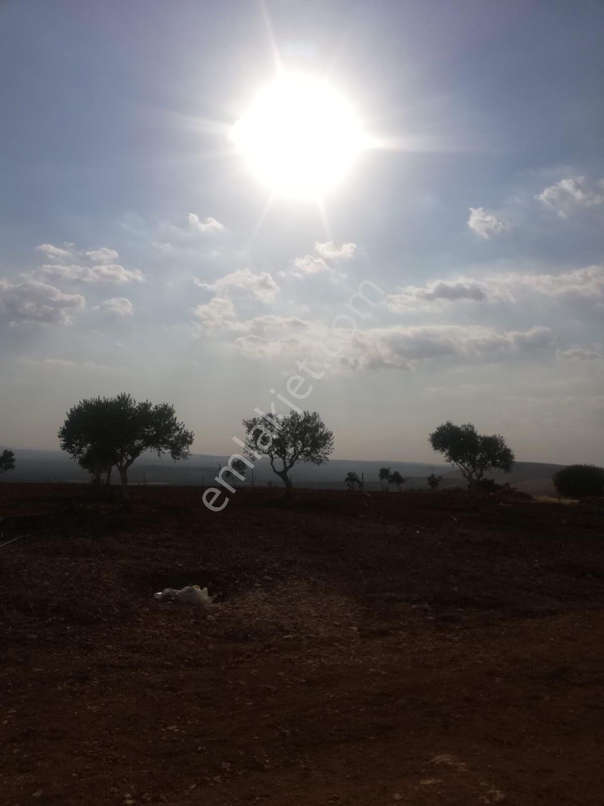 Oğuzeli Subaşı Zirve De Satılık - Görsel 10