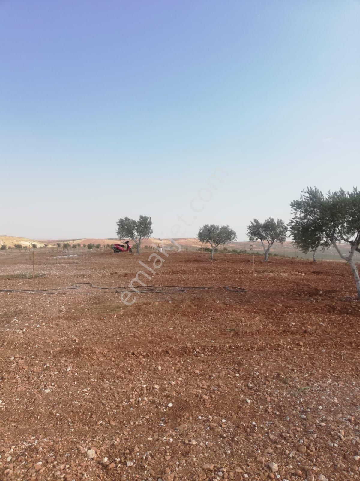 Oğuzeli Subaşı Zirve De Satılık - Görsel 30