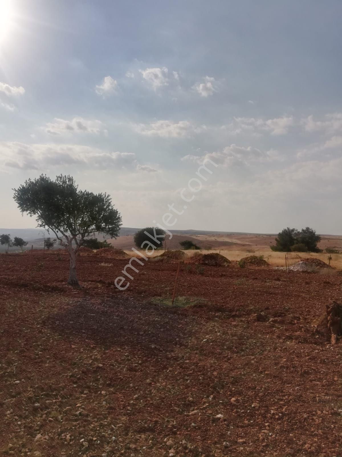 Oğuzeli Subaşı Zirve De Satılık - Görsel 22