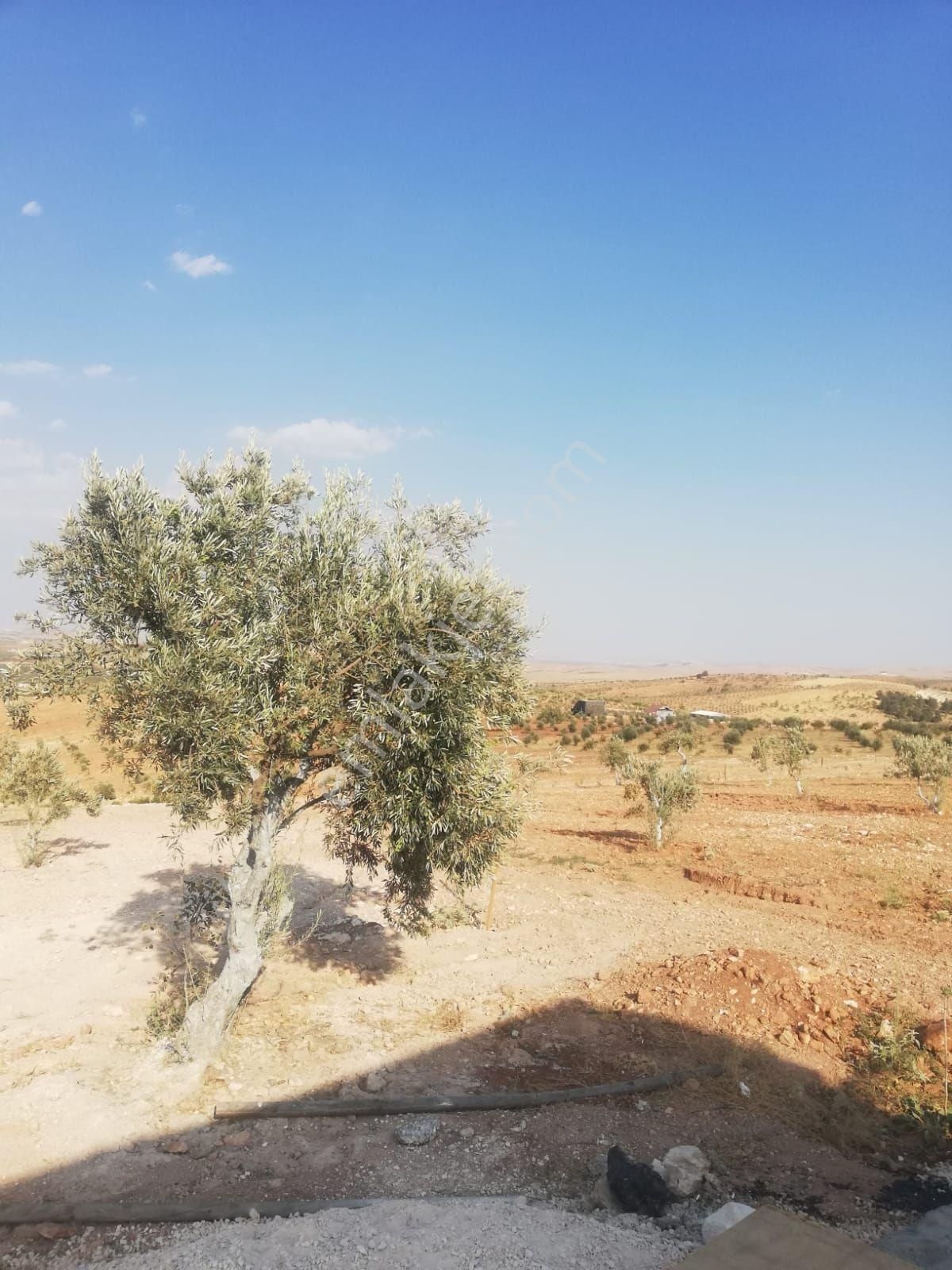 Oğuzeli Subaşı Zirve De Satılık - Görsel 32