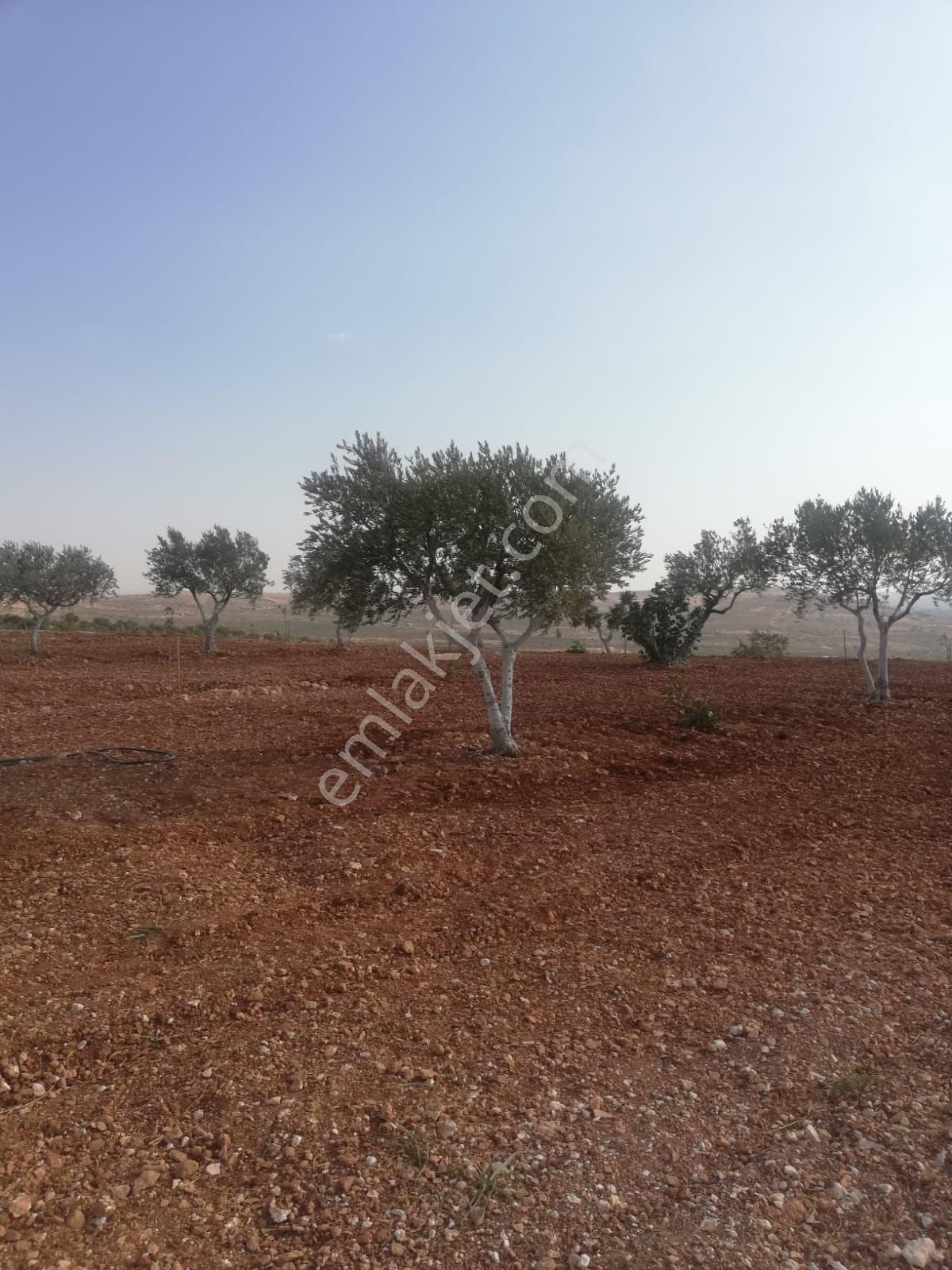 Oğuzeli Subaşı Zirve De Satılık - Görsel 12