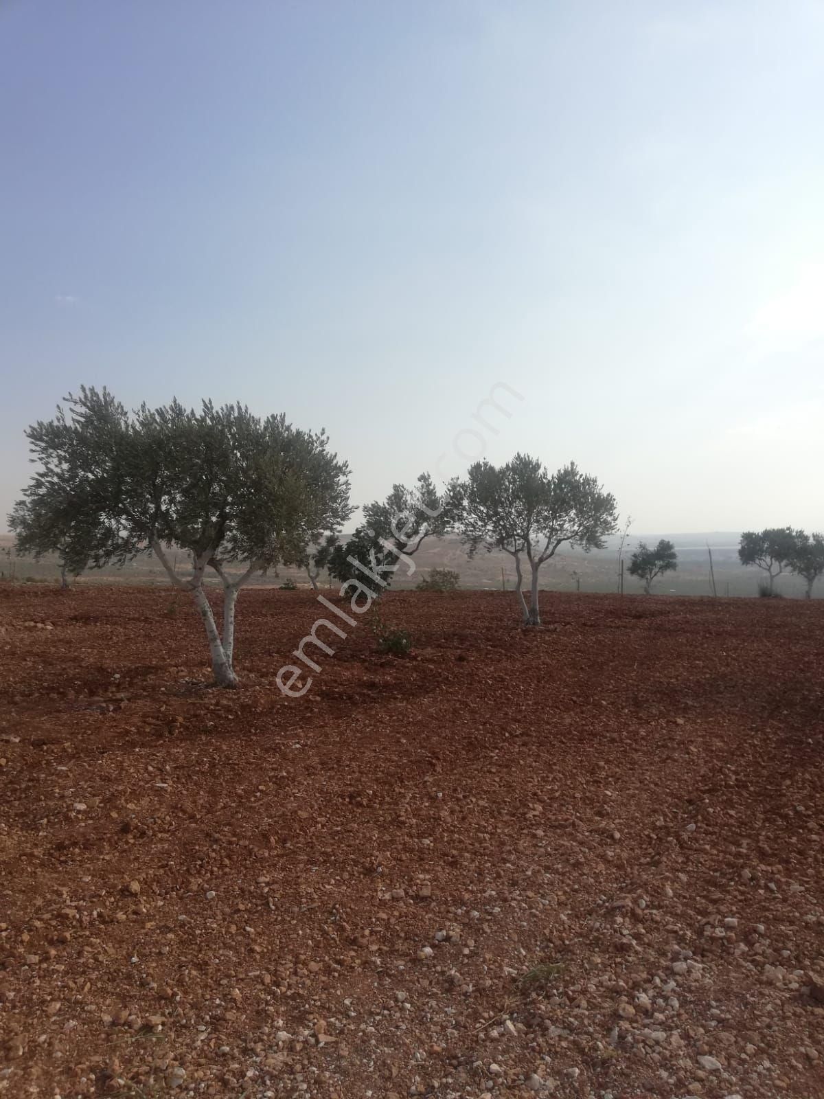 Oğuzeli Subaşı Zirve De Satılık - Görsel 14