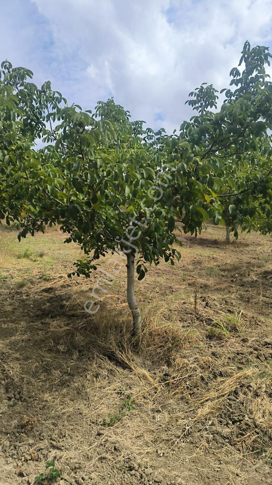 Antant Emlaktan Ceviz Bahçesi - Görsel 2