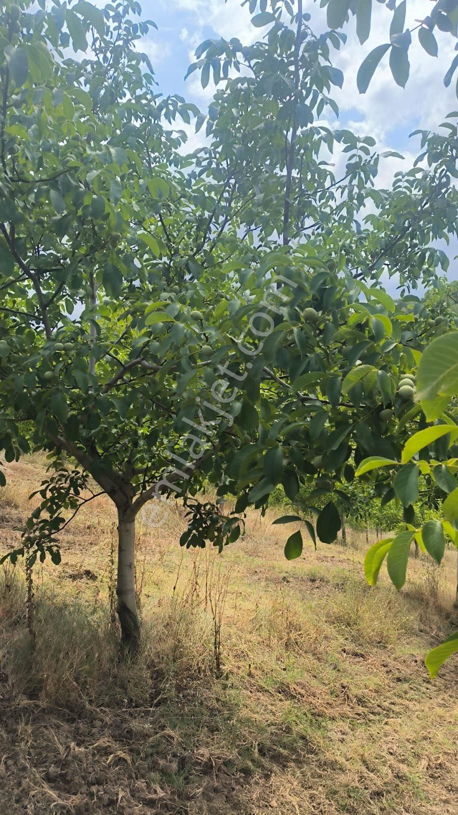 Antant Emlaktan Ceviz Bahçesi - Görsel 3