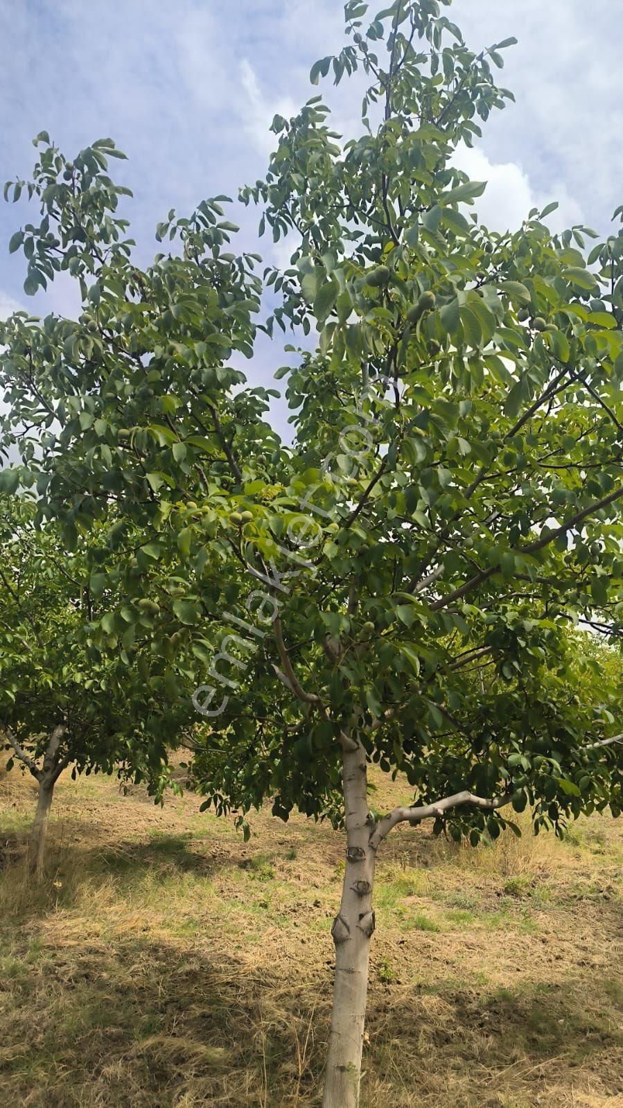 Antant Emlaktan Ceviz Bahçesi - Görsel 5