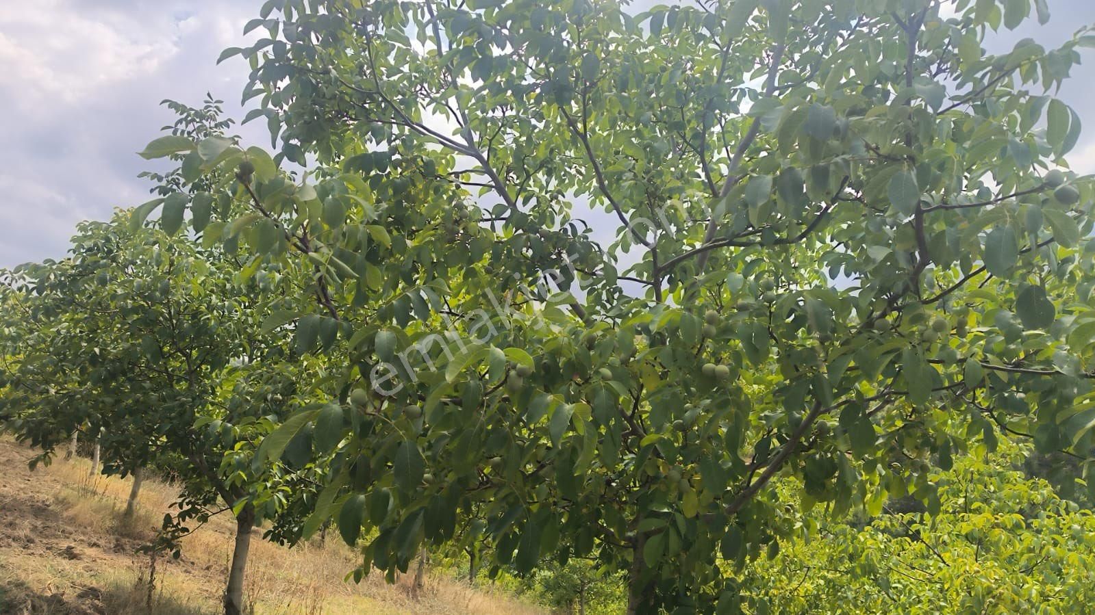 Antant Emlaktan Ceviz Bahçesi - Görsel 4