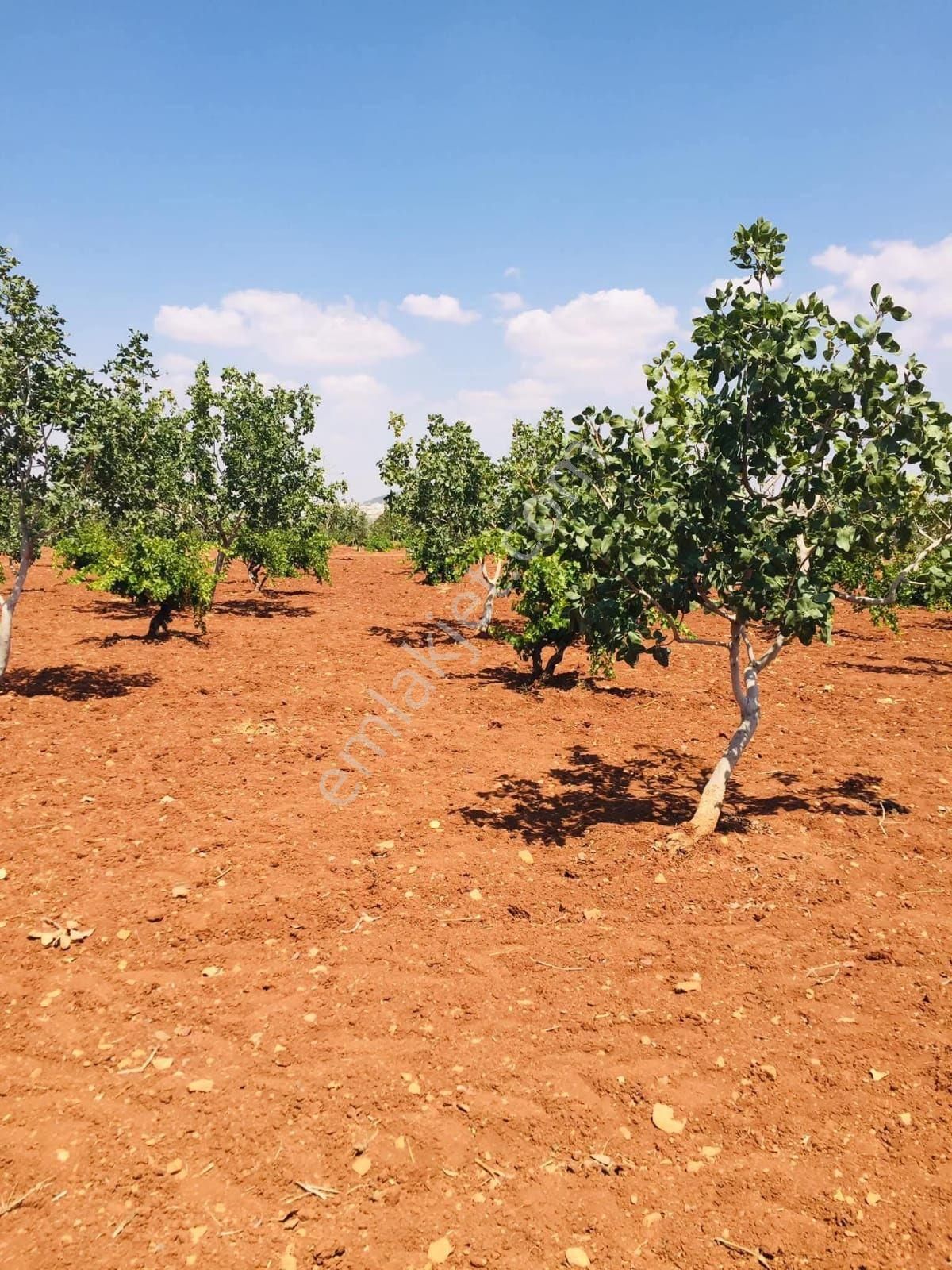Oğuzeli Altınyurt Ta Satılık 2400 - Görsel 24